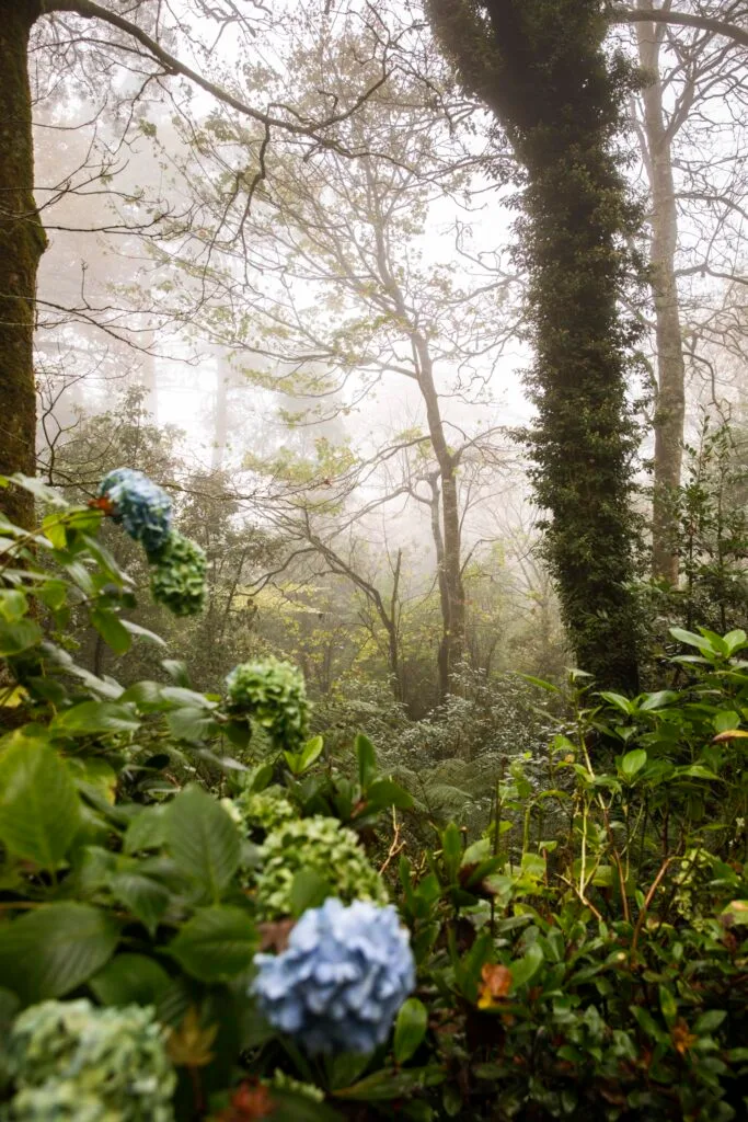 forest garden with blue hydrangeas