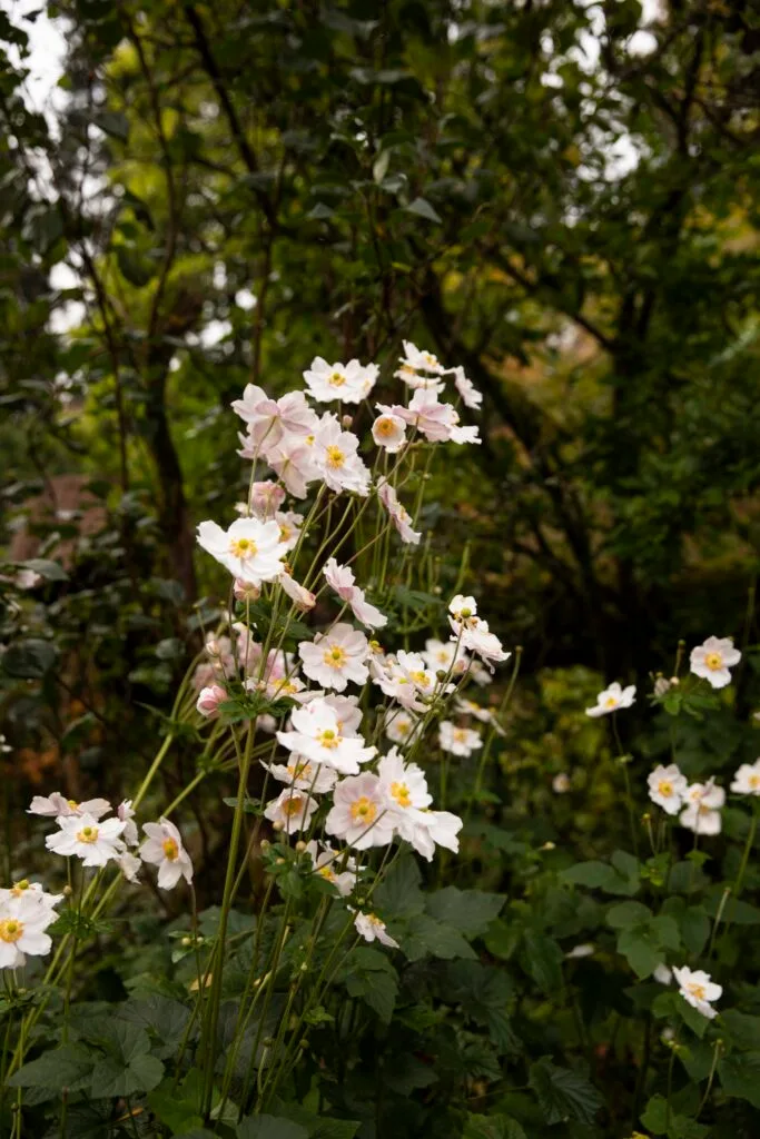 mount macedon enchanted forest garden japanese windflowers