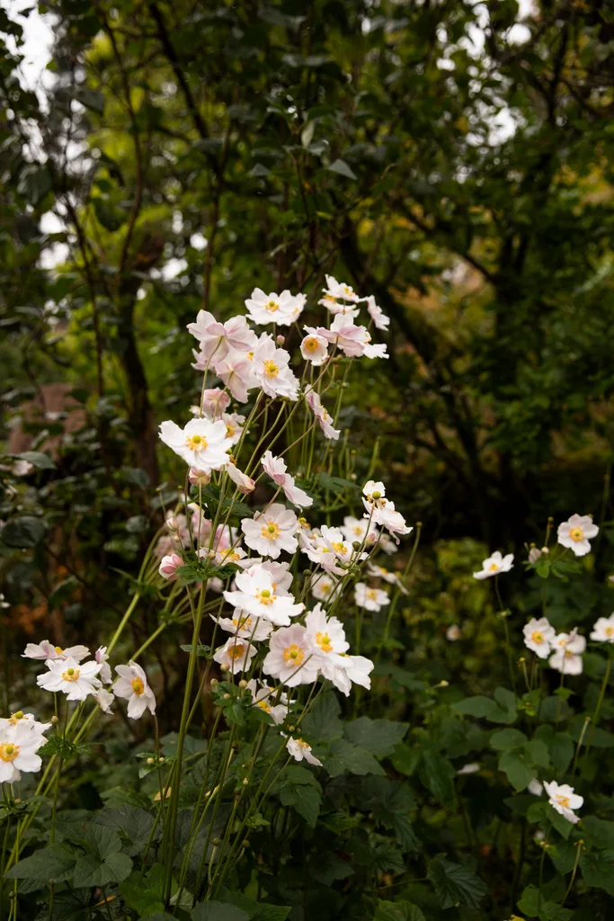 mount macedon enchanted forest garden japanese windflowers