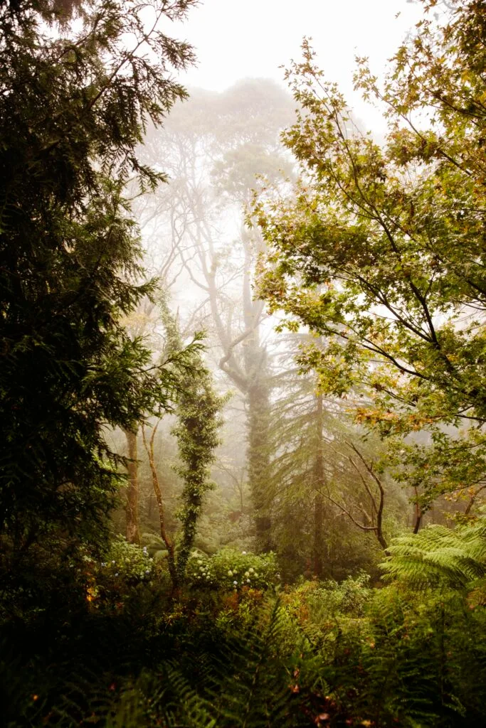 mount macedon enchanted forest garden woodlands