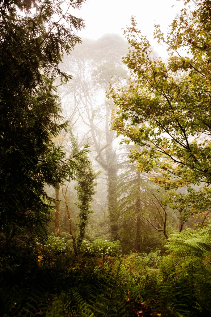 mount macedon enchanted forest garden woodlands