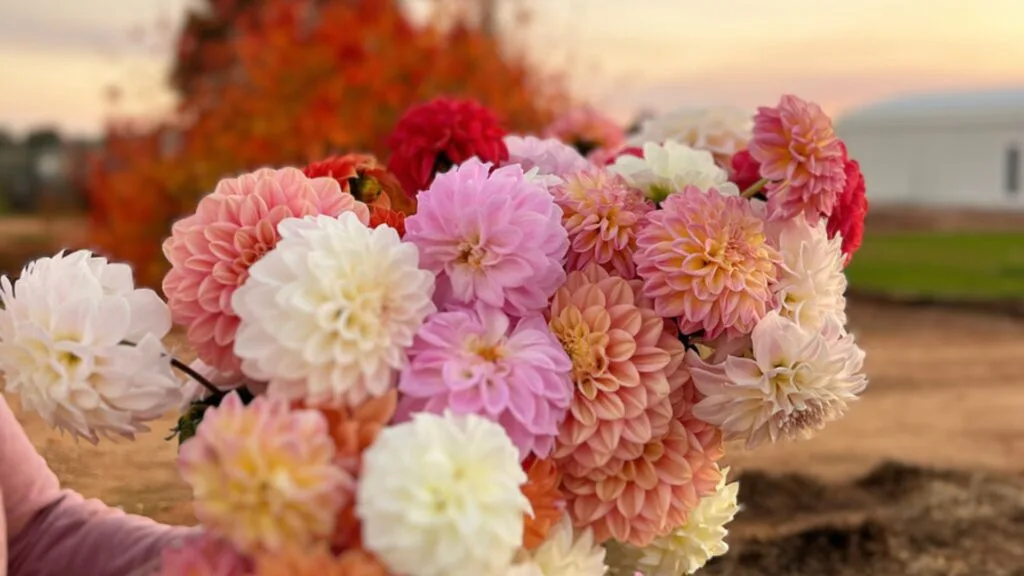 A bunch of dahlias in different colours