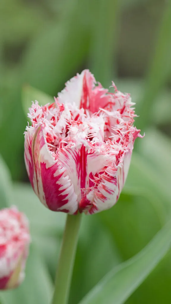 Pink and white Rembrandt tulip.