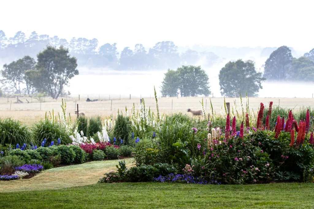 Southern Highlands field with sheep and foxgloves.