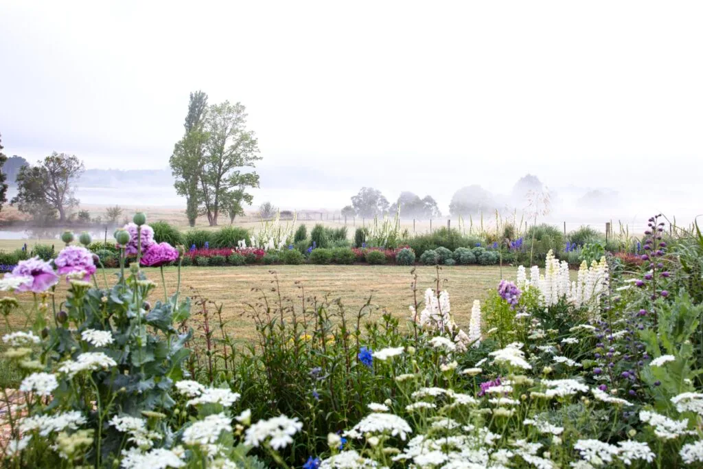 Southern Highlands field and white blossoms.