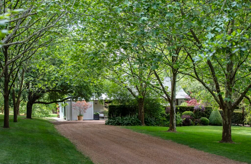 Southern Highlands country garden driveway and London plane trees.