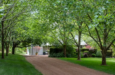 Southern Highlands country garden driveway and London plane trees.