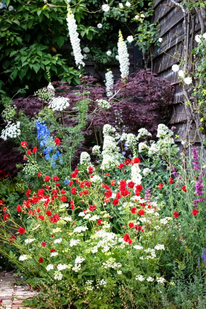 English country garden weatherboard cottage and red geums.