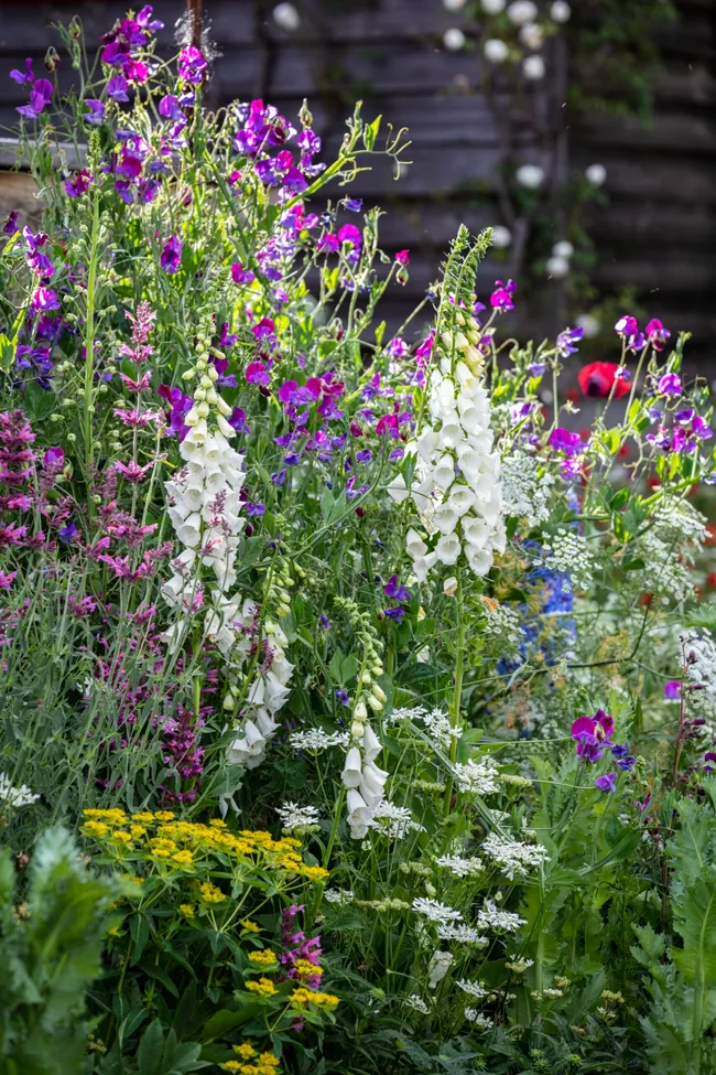 English style country garden sweet peas and foxgloves.