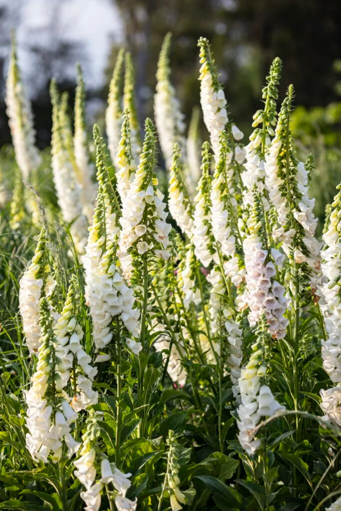 Country garden white foxgloves.