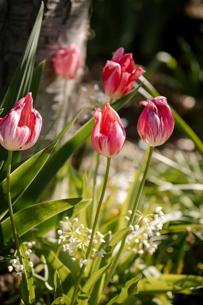 Pink garden tulips.