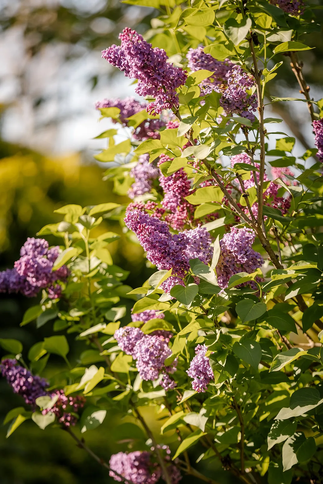 Purple lilac.