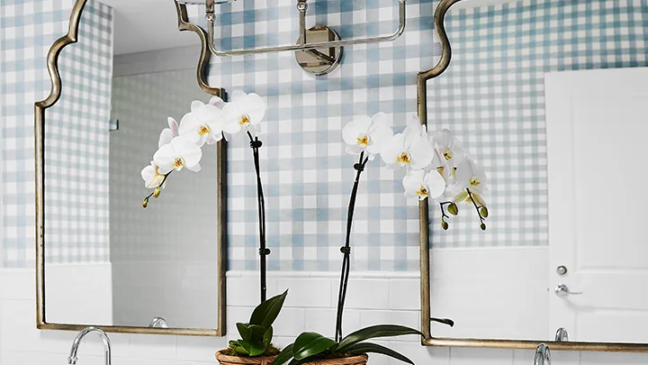 How to look after orchids