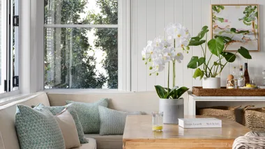 Breakfast nook with phalaenopsis orchid and monstera plant