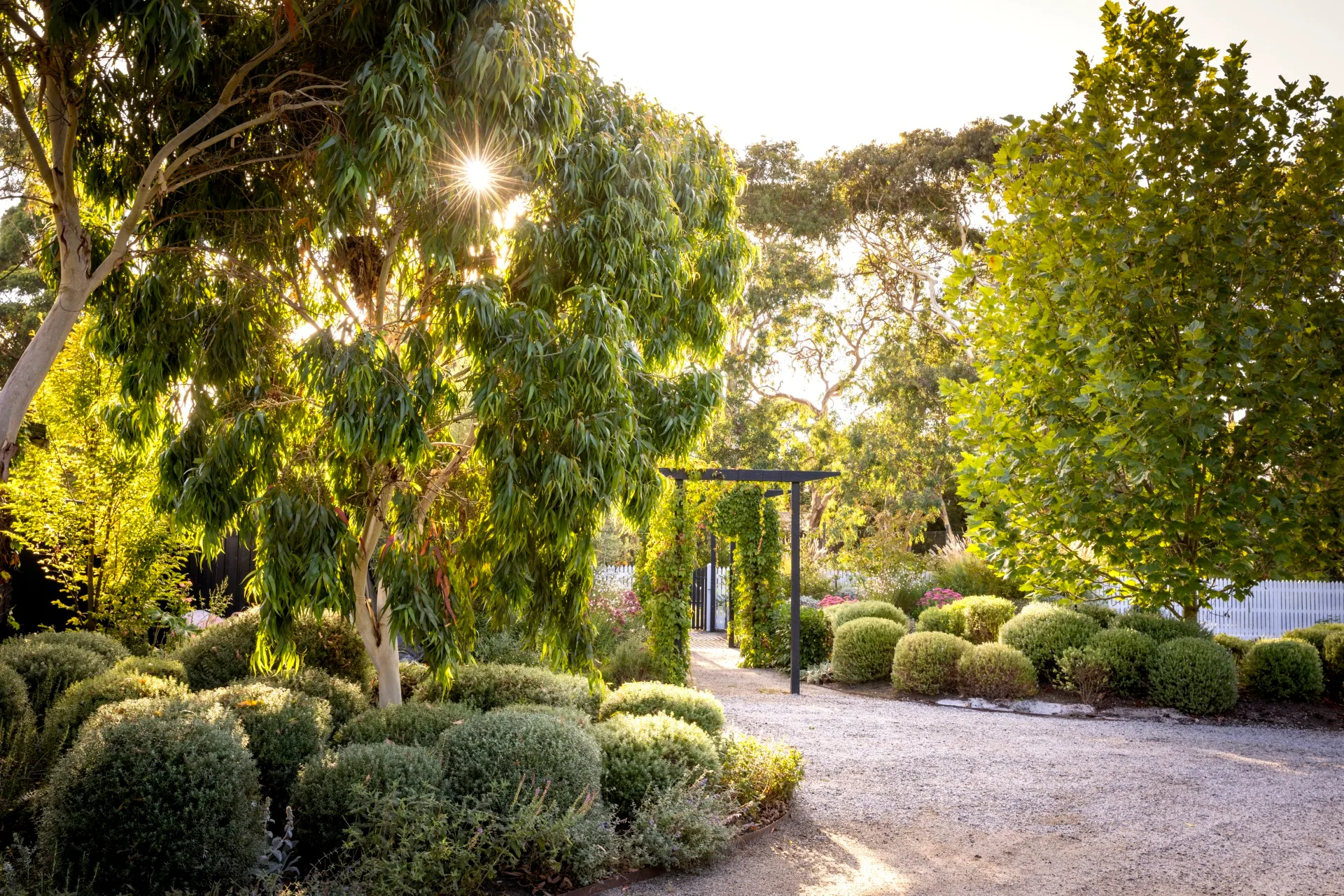 Curved stone driveway and hanging gums and pencil pines.