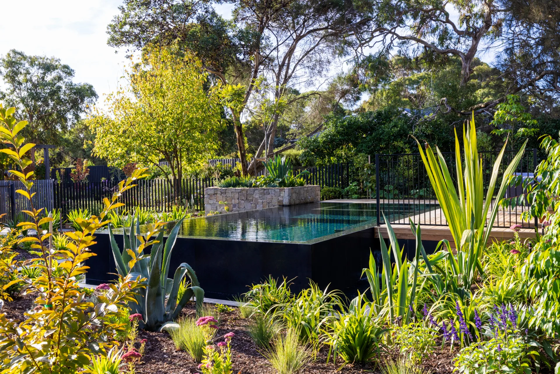 Infinity pool and the surrounding garden with gum trees and shrubbery.