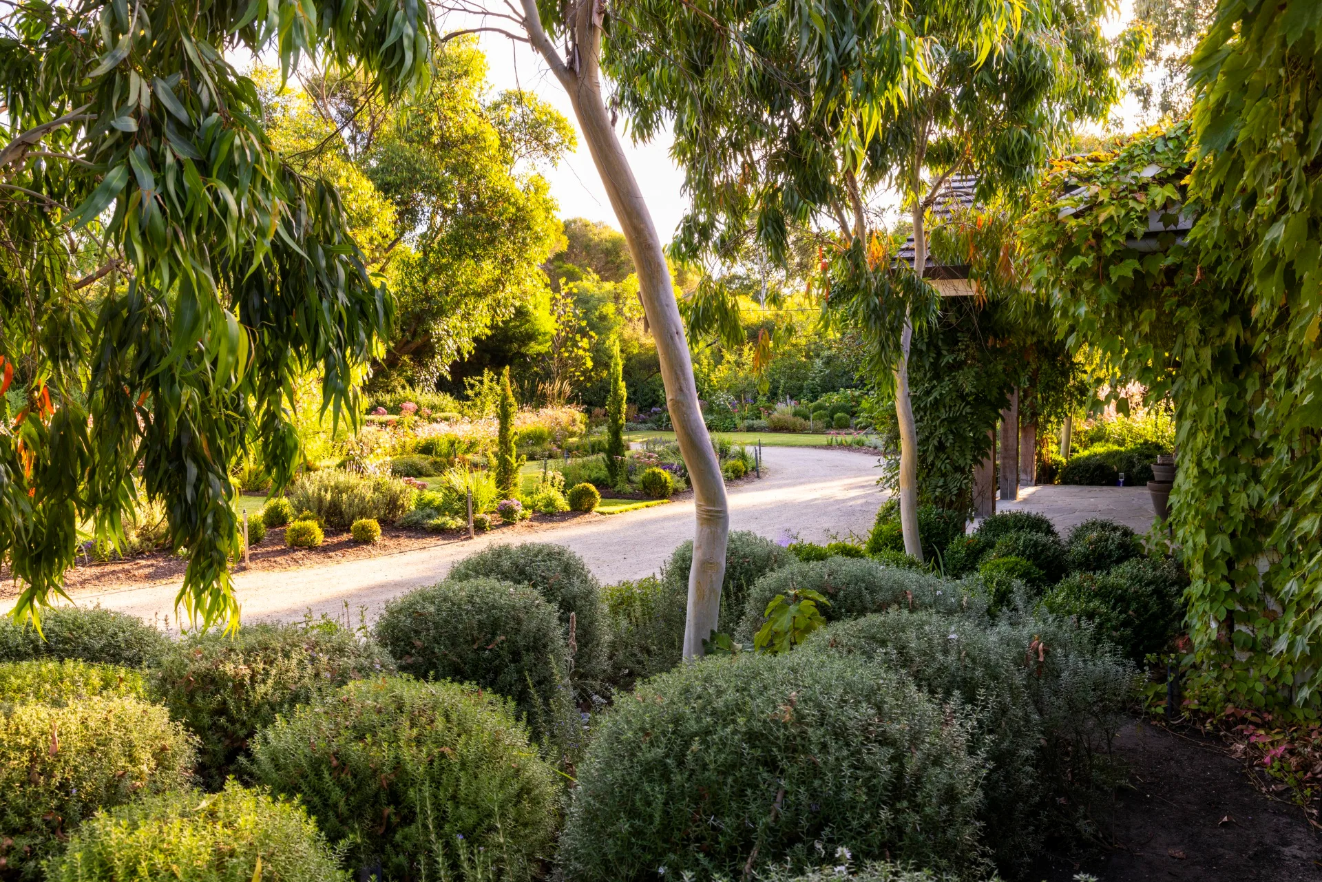 Pencil pines and shrubs by a curved stone driveway.