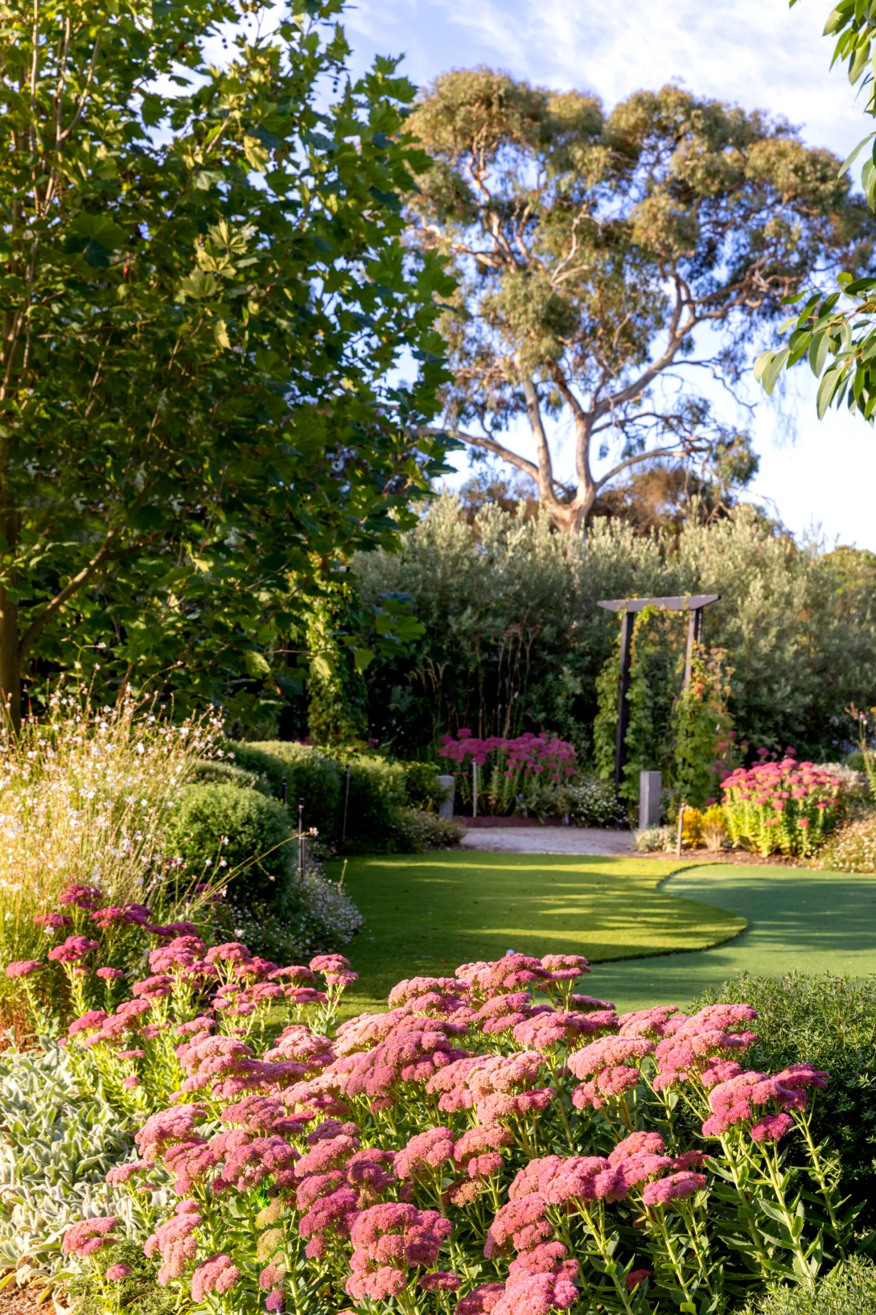 Pink Sedum flowers and lawn with pencil pines and gum trees.