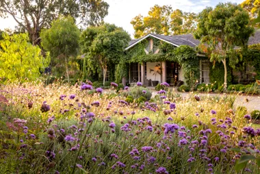 Purpletop vervain flowers gathered by the cottage.