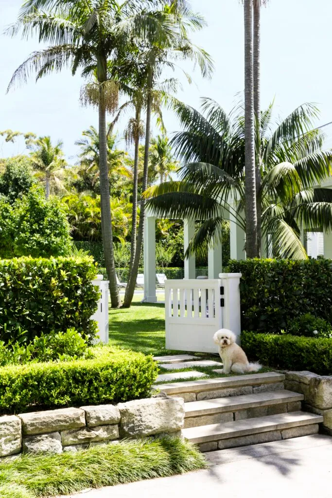 Hamptons style garden and white gate with fluffy dog.