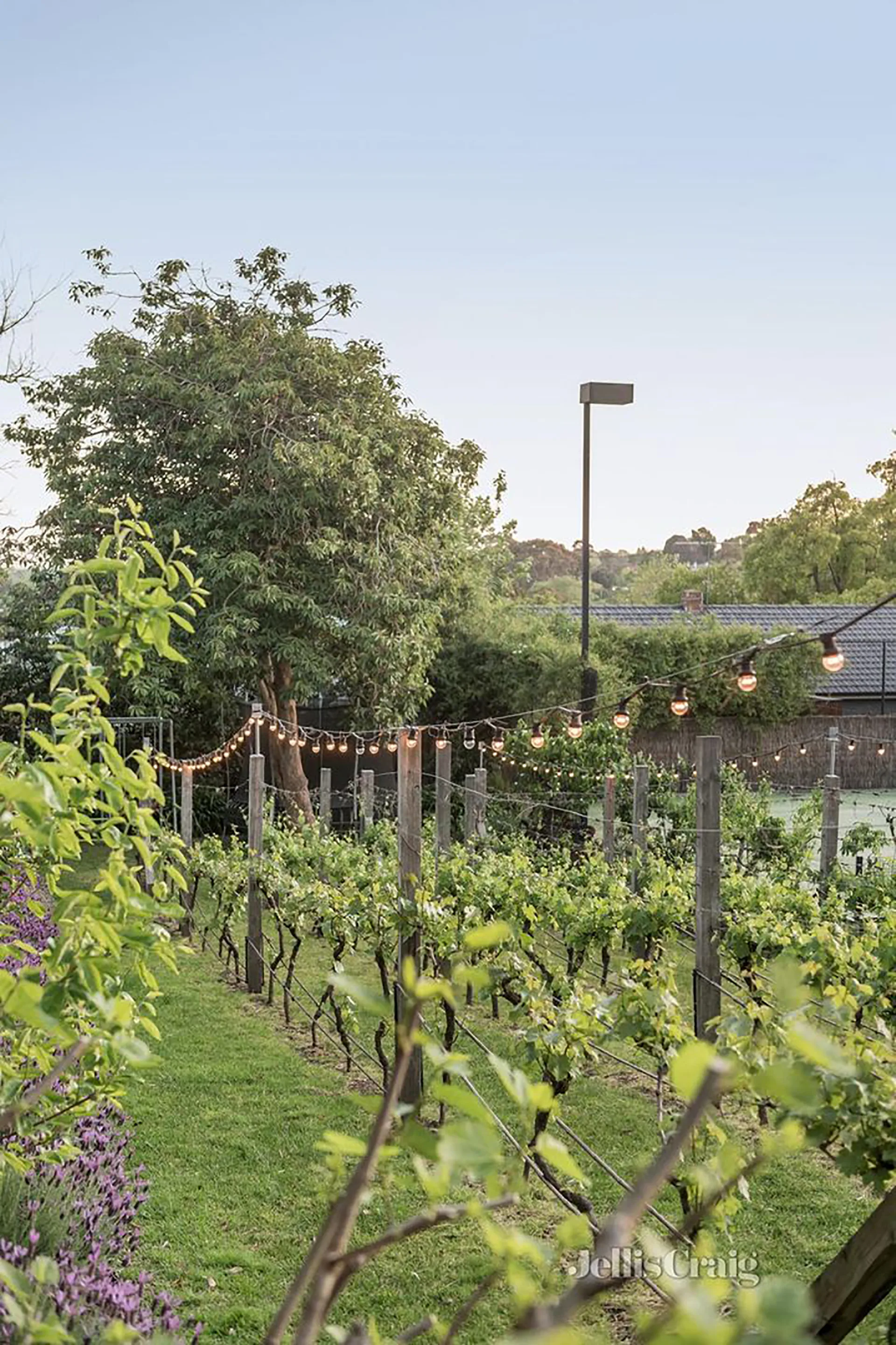 Vineyard at Melbourne home owned by former AFL captain Jonathan Brown