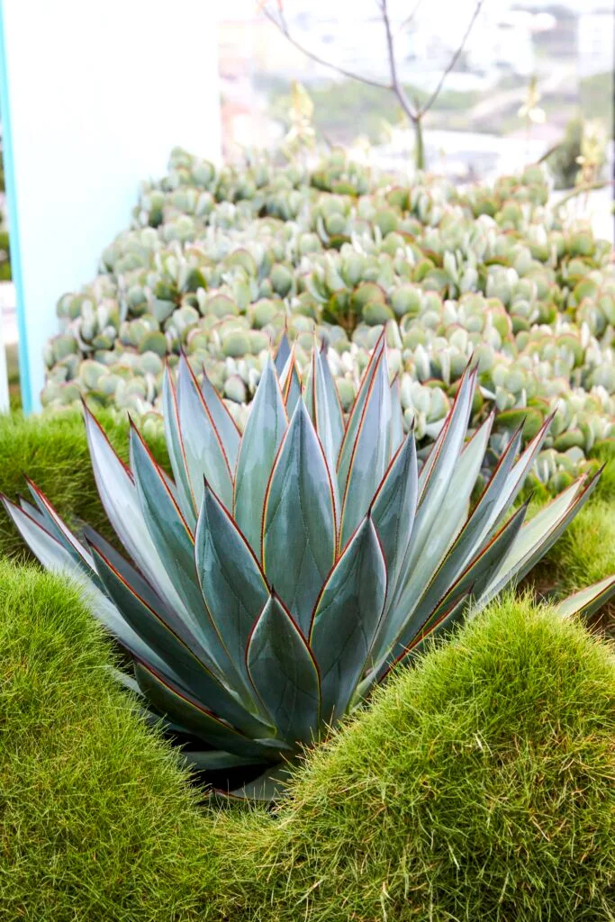 Blue Agave and succulents.