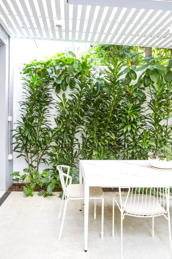 Alfresco outdoor dining table and tropical plants.