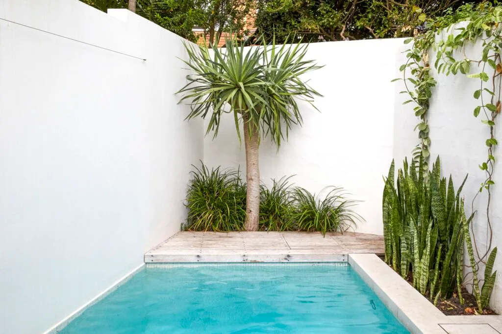 Plunge pool with tropical plants and succulents.