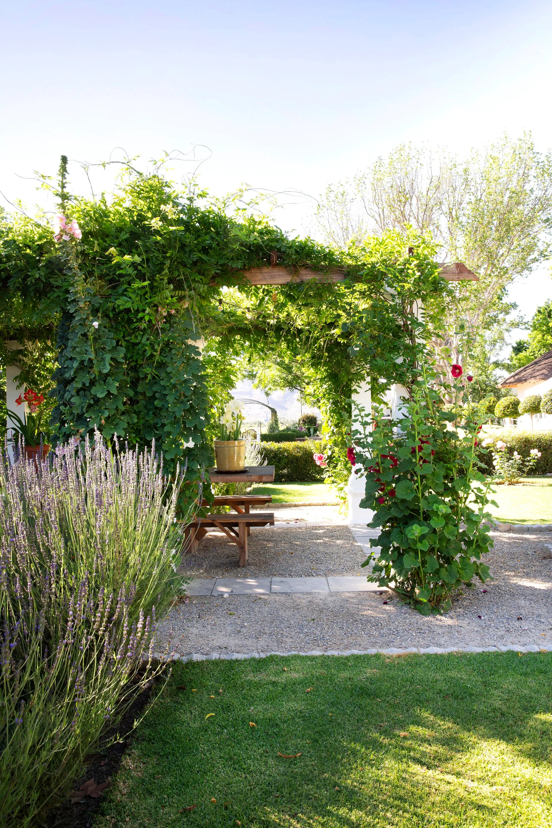 Pergola with wisteria, lavender and roses.