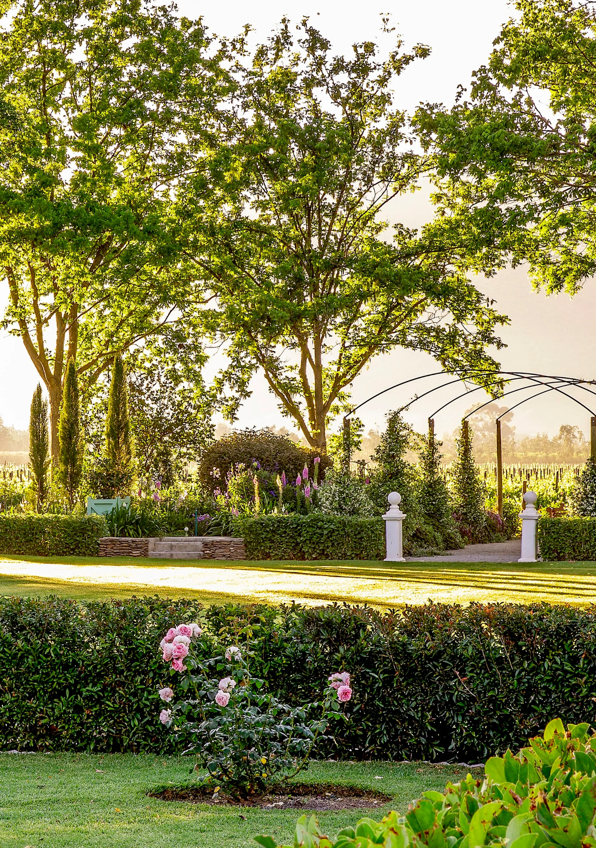 Pink rose bush and arbour leading to vineyards.
