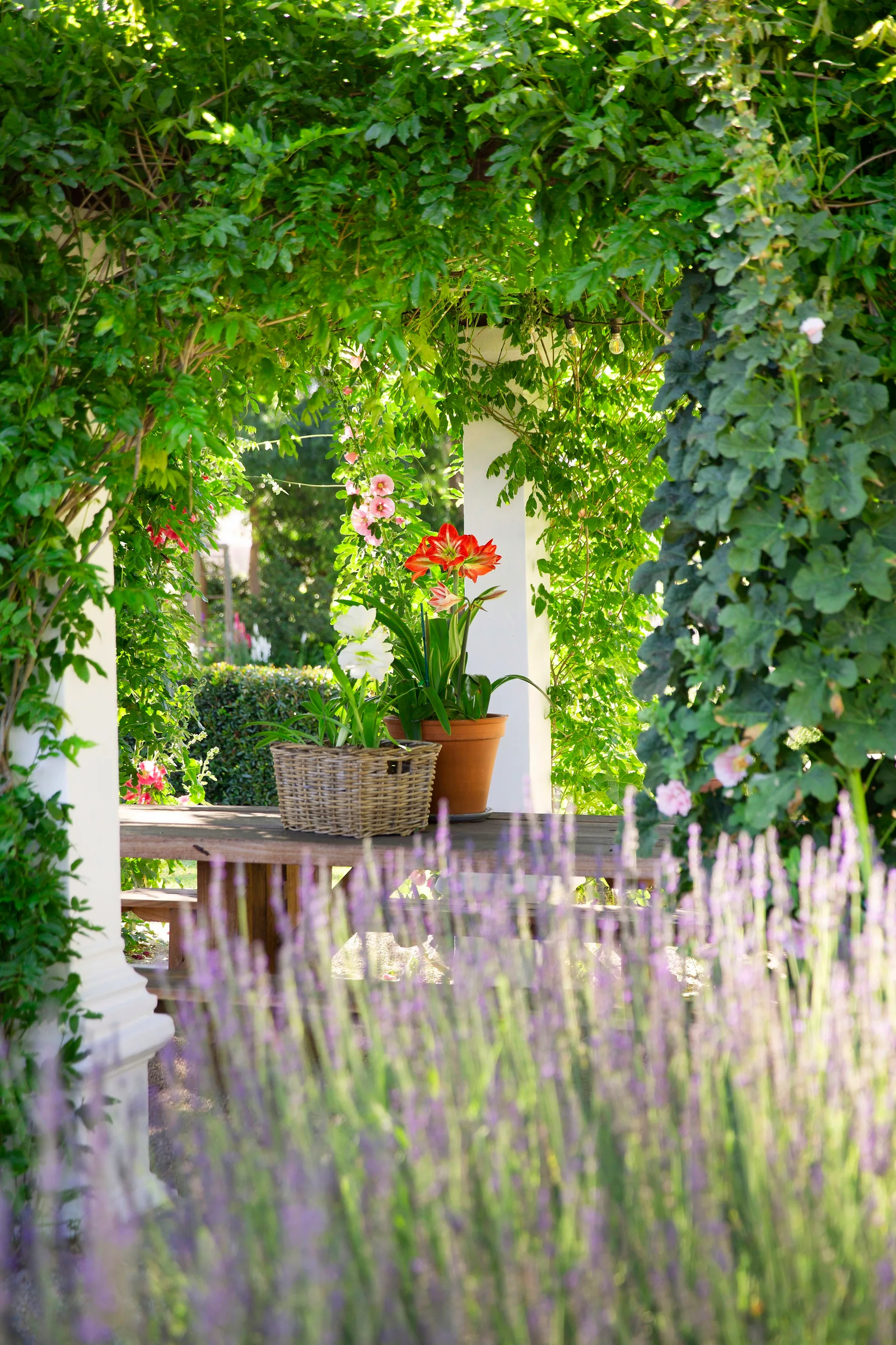 A wisteria covered pergola and timber table setting.