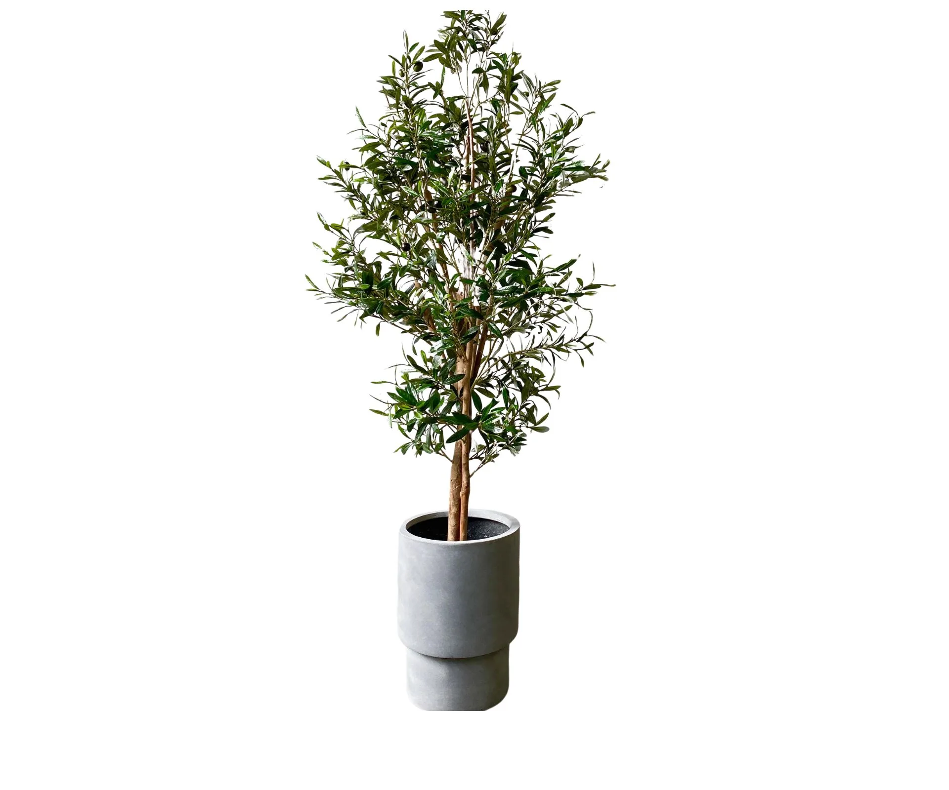 Olive tree. 
