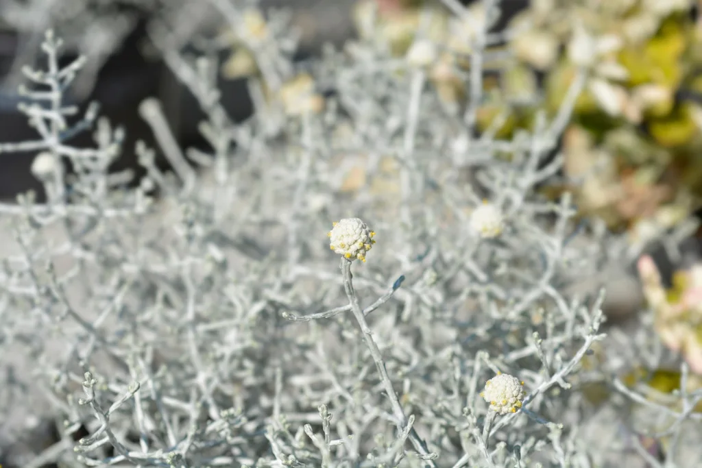 Silver cushion bush.