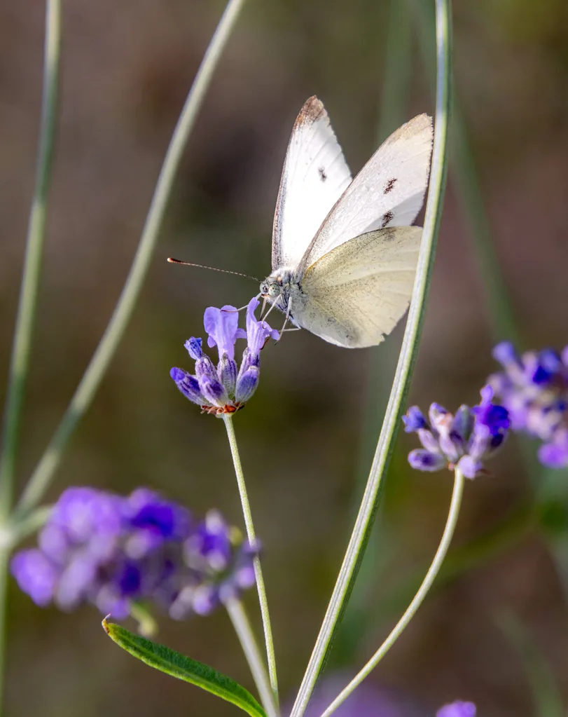 Cabbage butterfly.