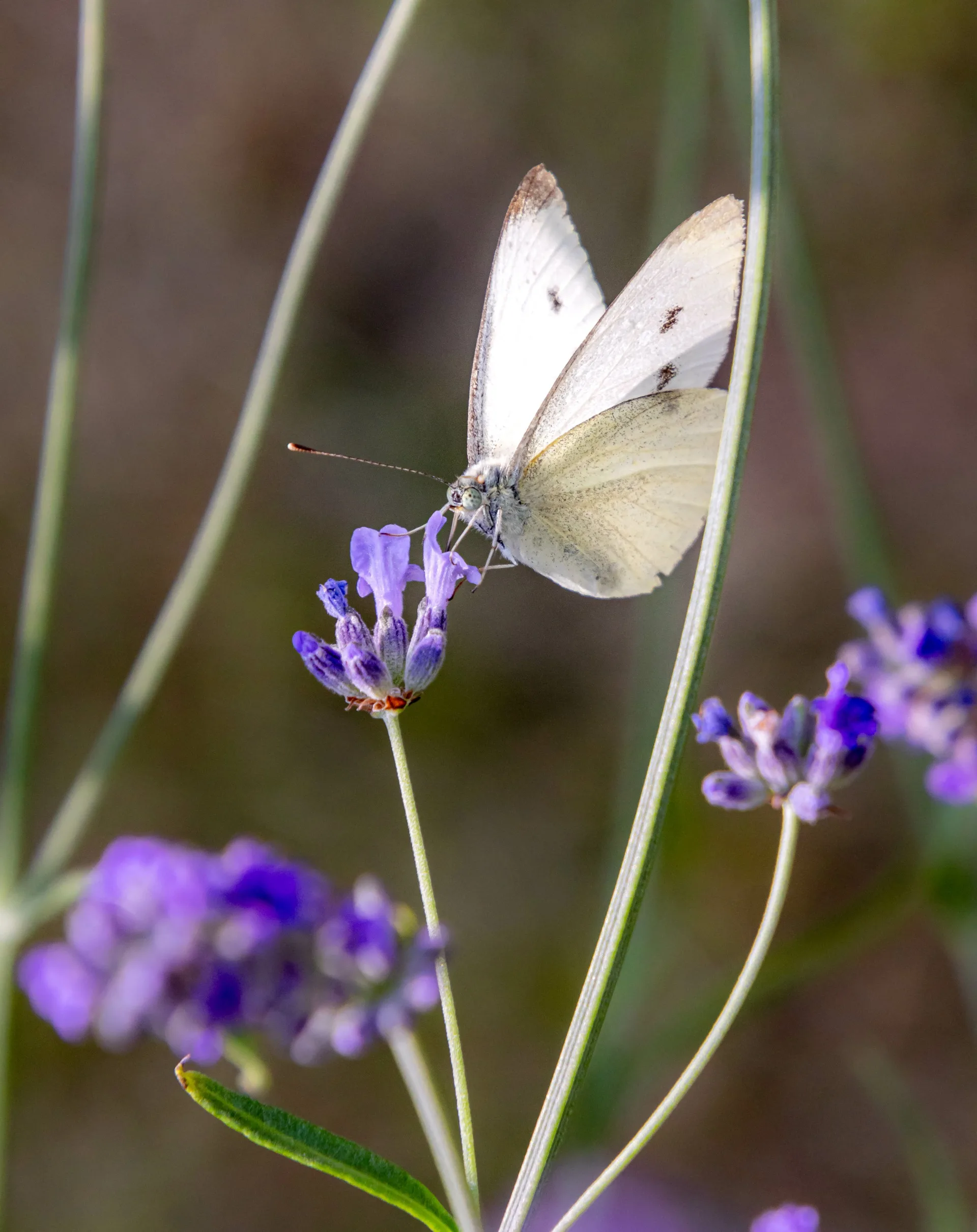 Cabbage butterfly. 