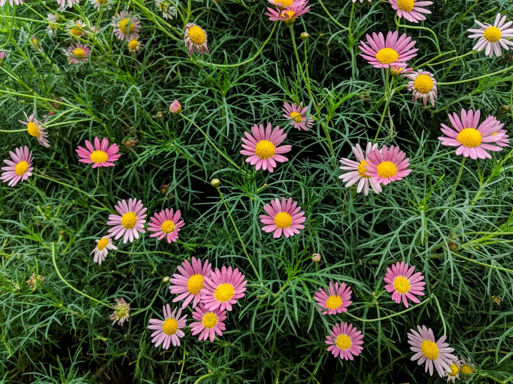 Blooming pink cut-leaved daisy.