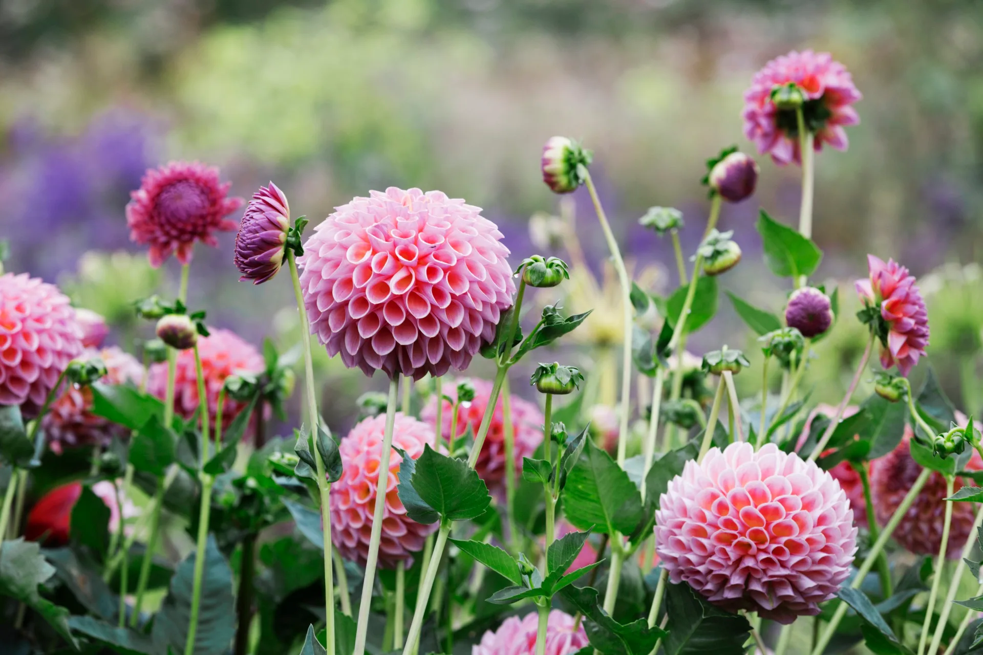 Pink globe dahlias.