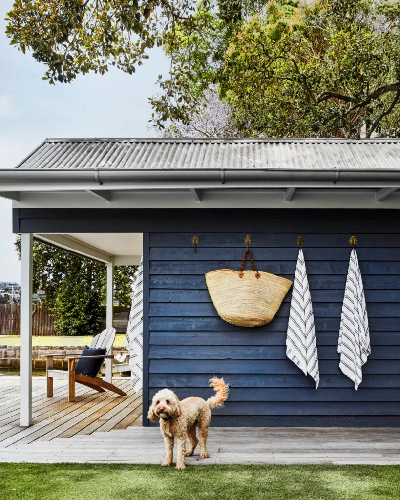 A cavoodle standing by a blue garden boatshed.