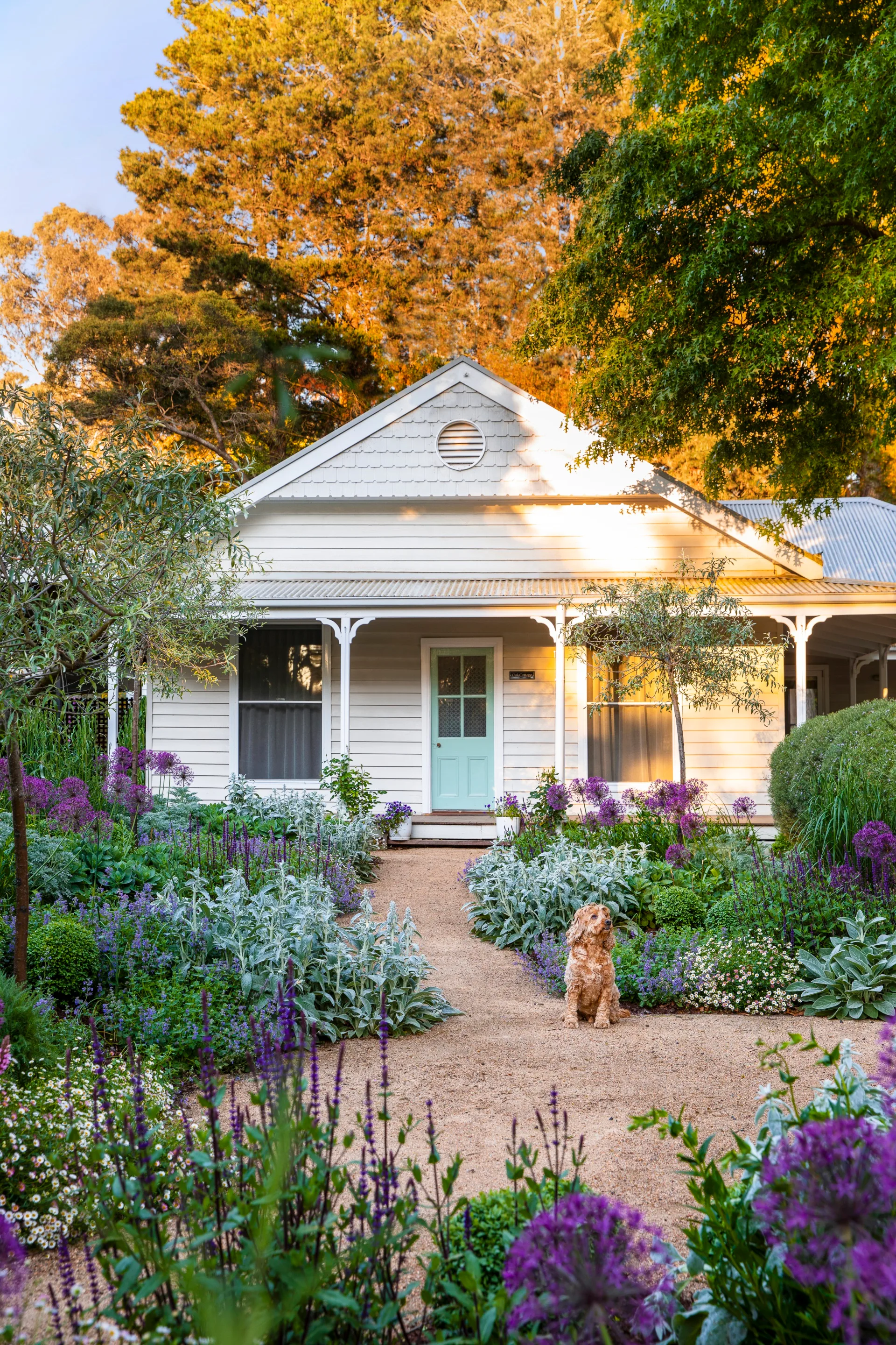 A country garden with a white weatherboard cottage and a dog sitting on a path.