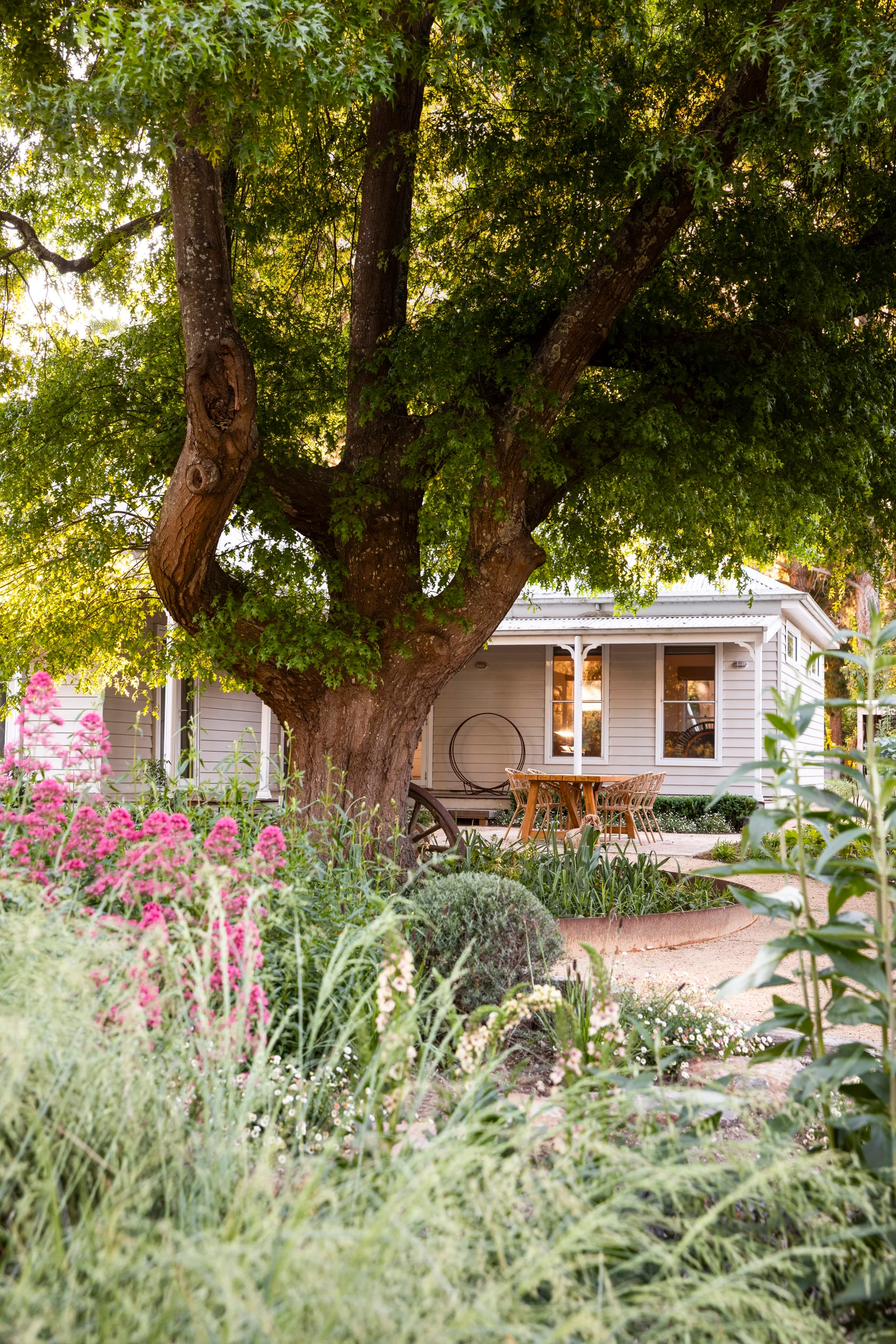 A table and chair setting outside a weatherboard cottage and oak tree.