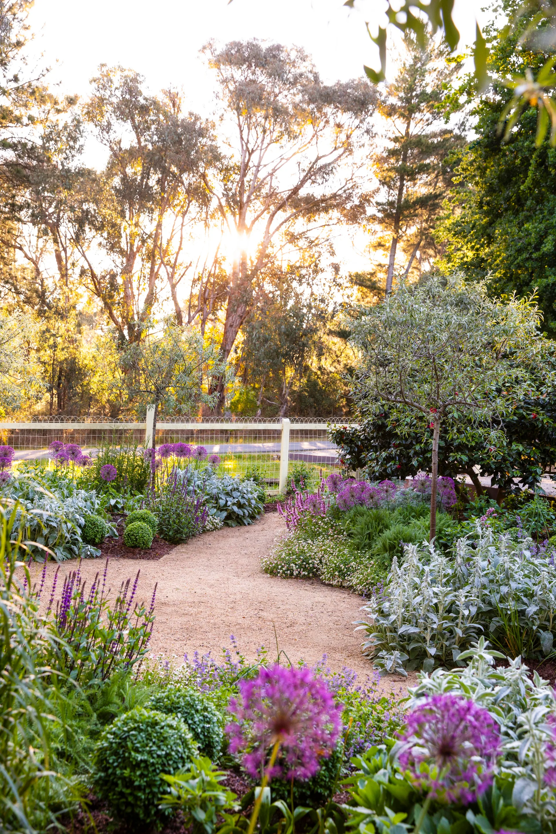 A meandering garden path surrounded by purple flowers and foliage.
