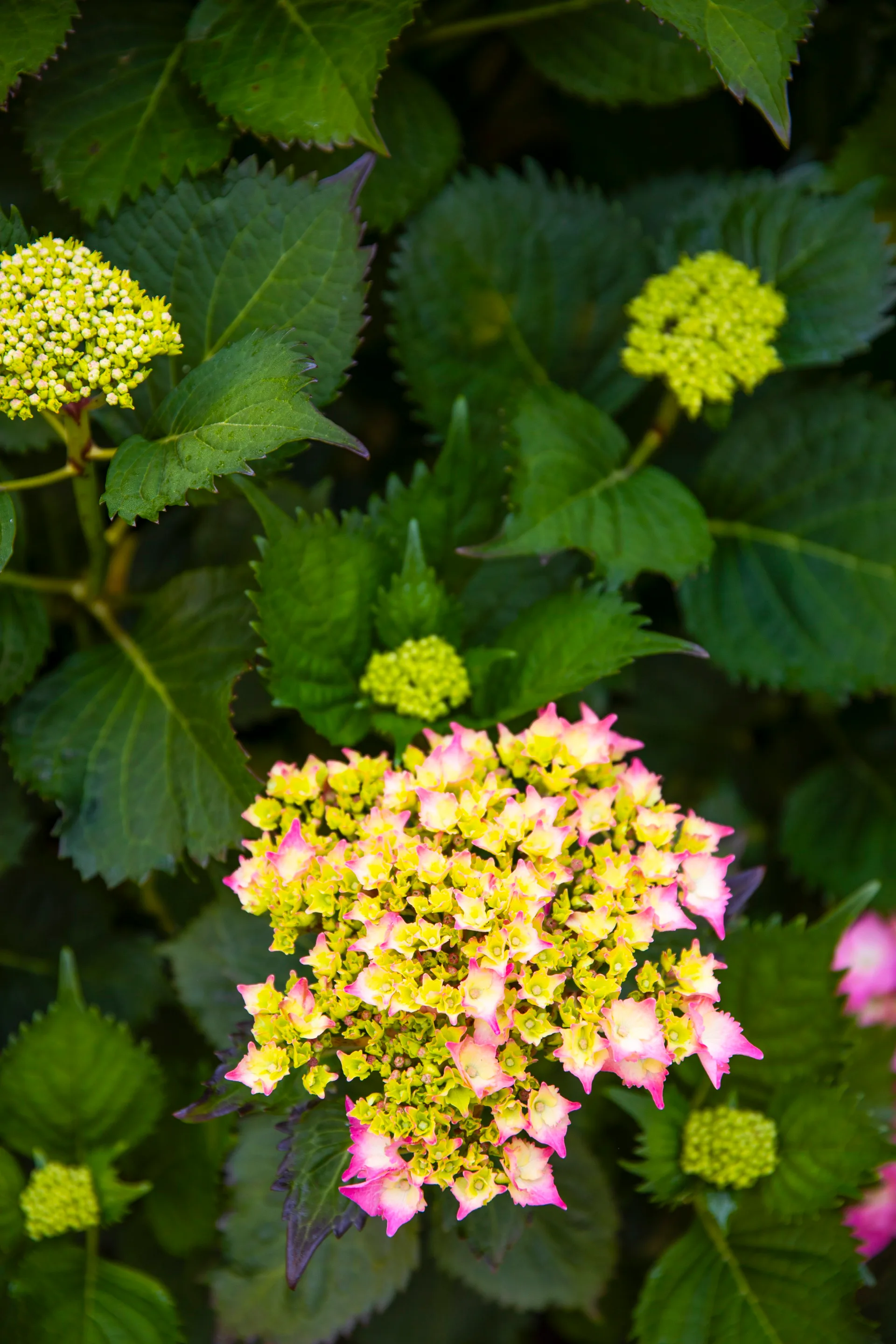 A pink and yellow hydrangea.