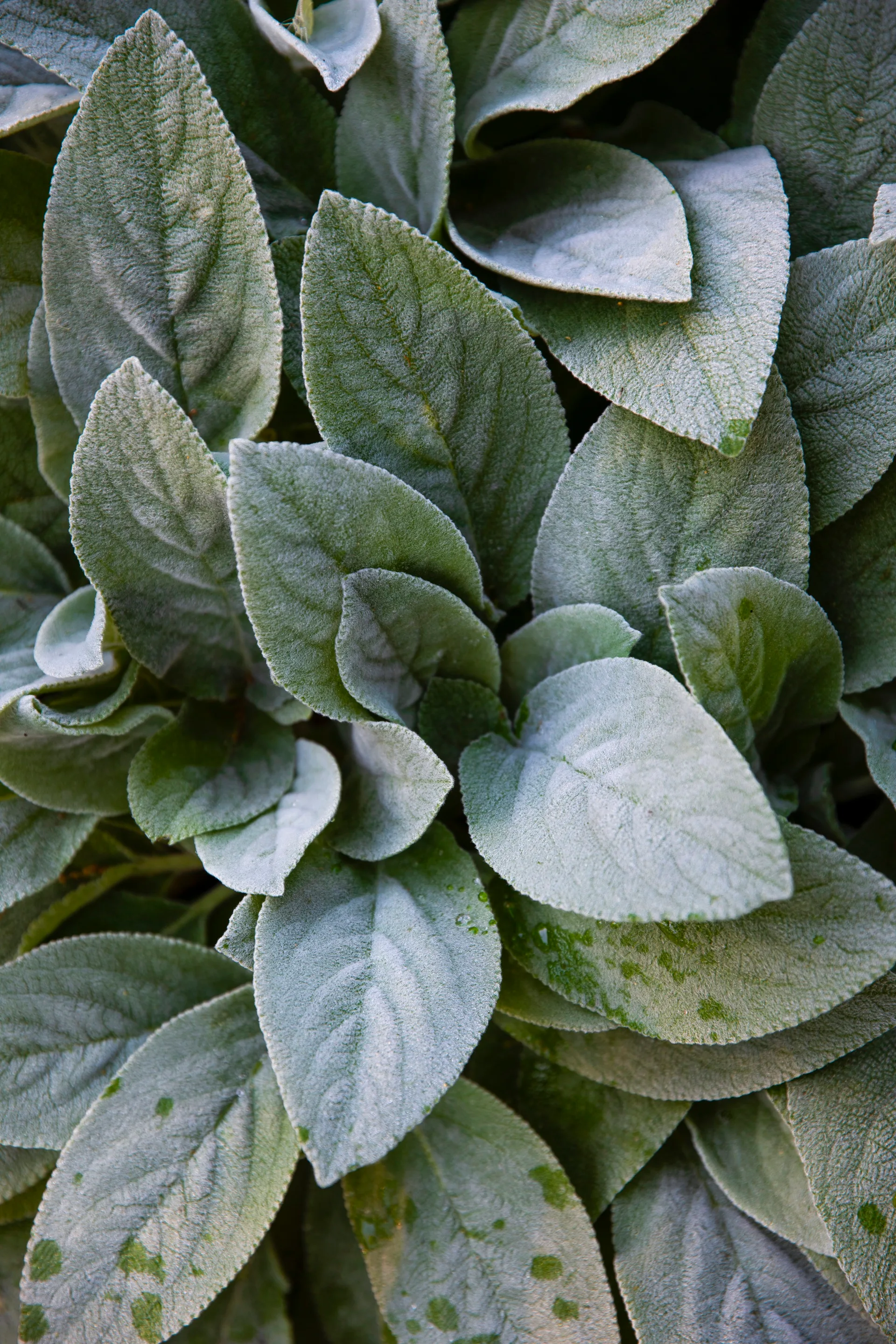 Lamb's ear leaves.