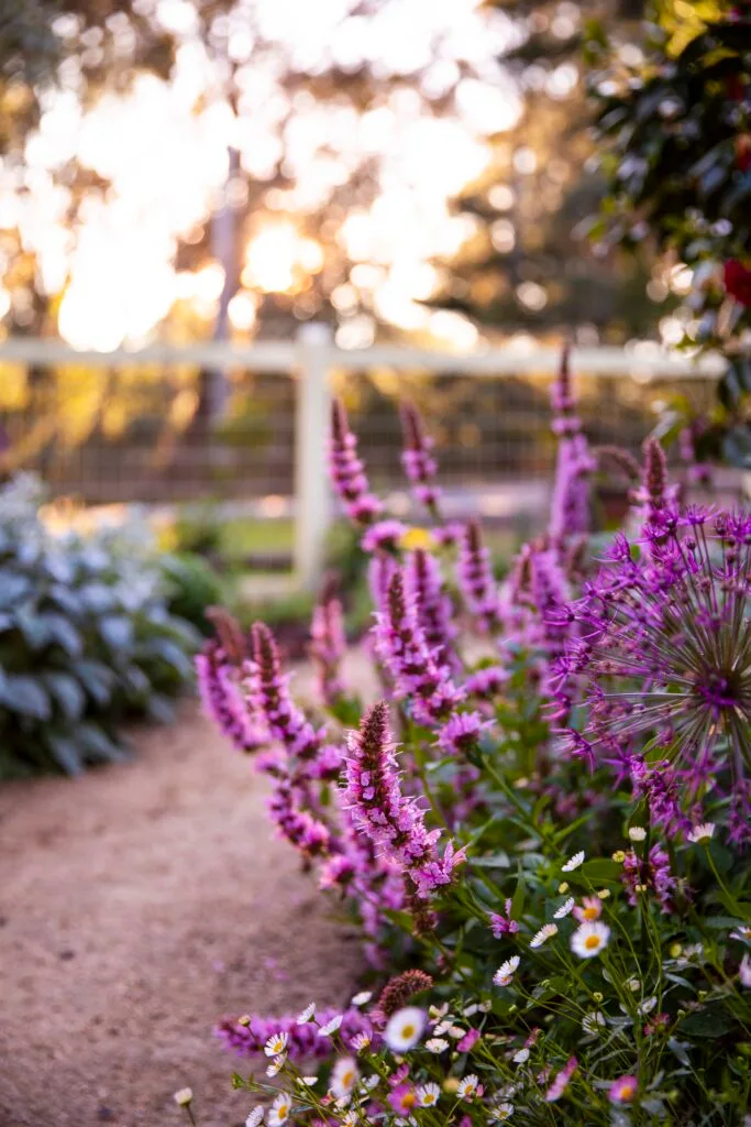 A cluster of pink fortune flowers.