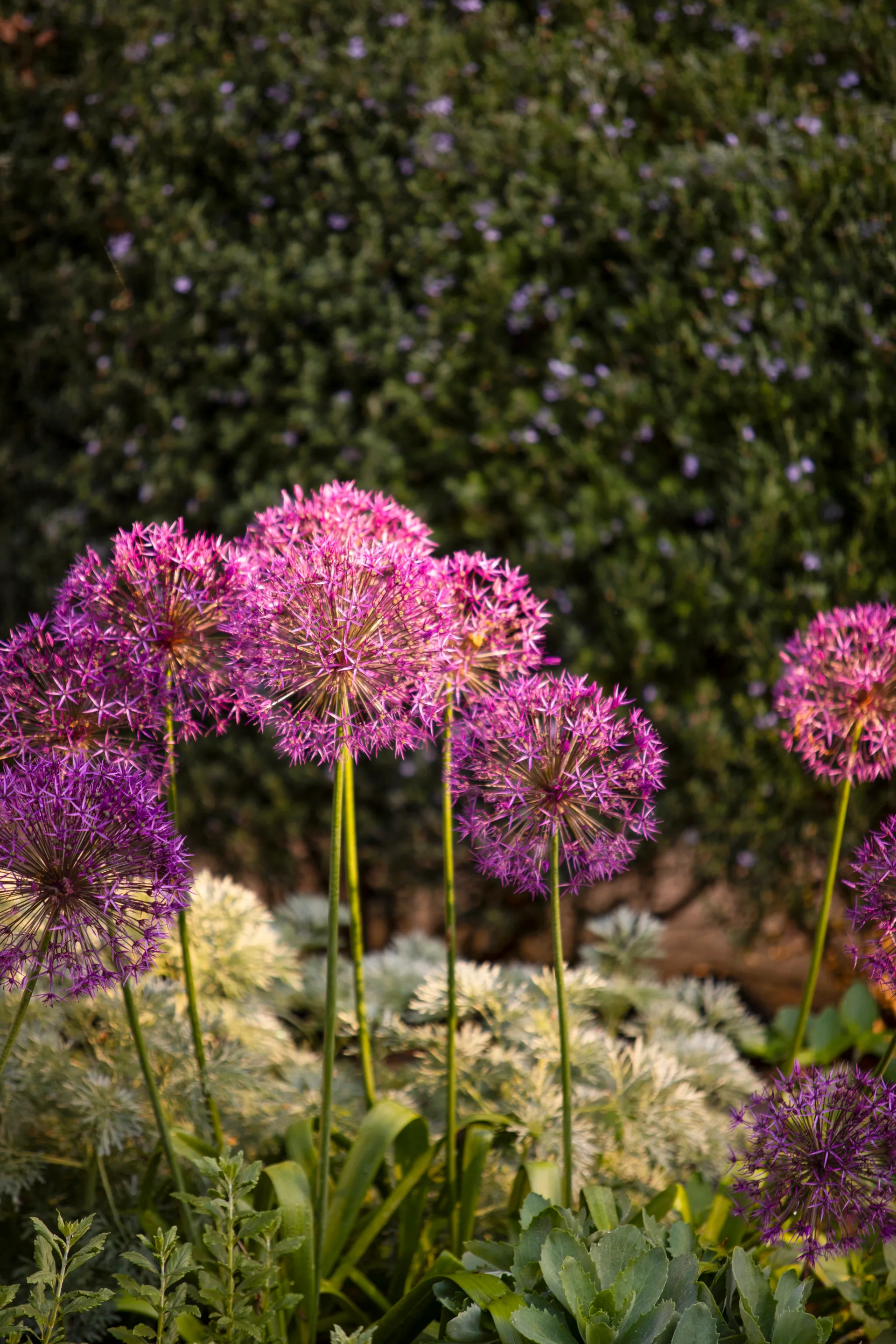 Round blooms of purple rain.