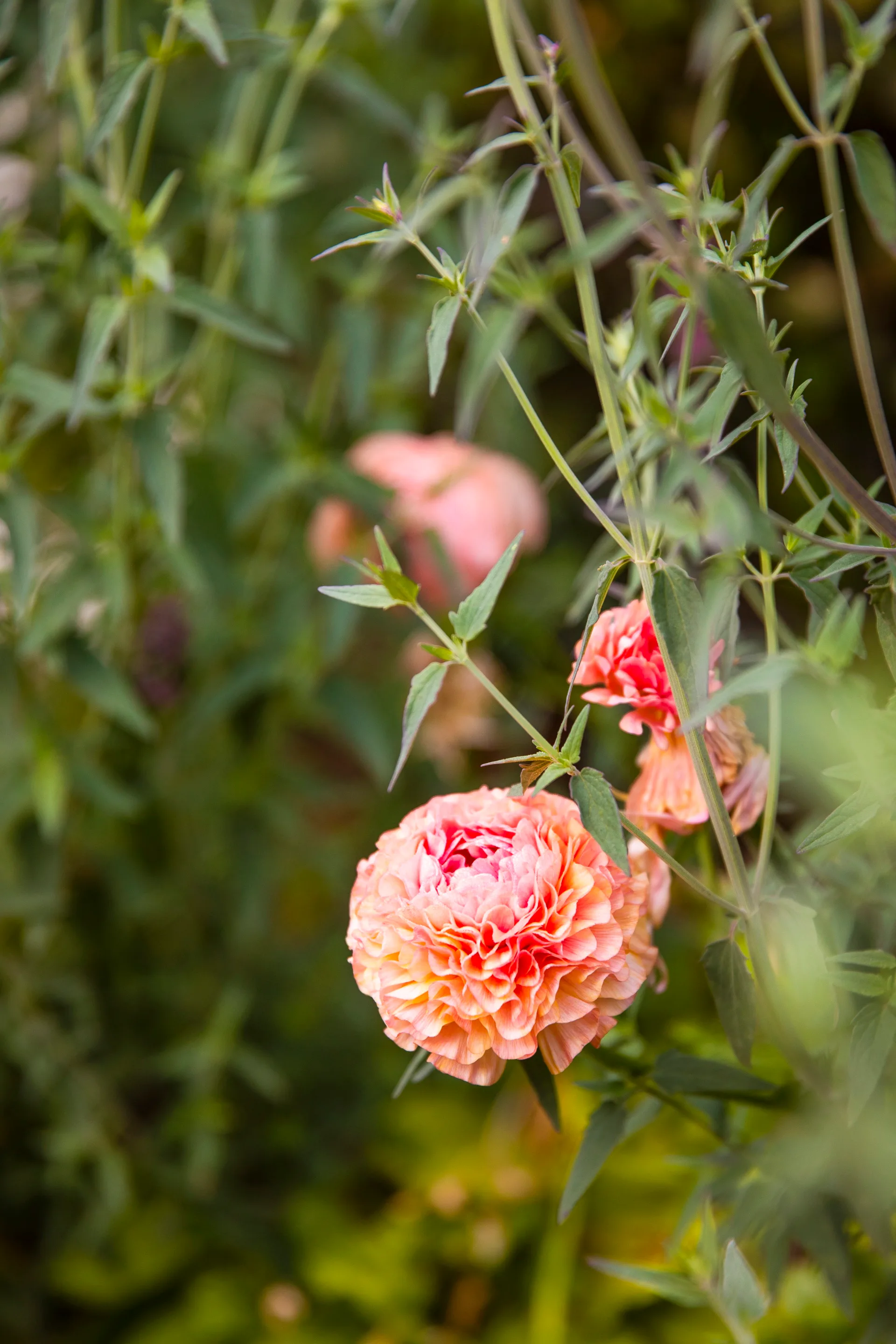 A blooming salmon ranunculus flower.