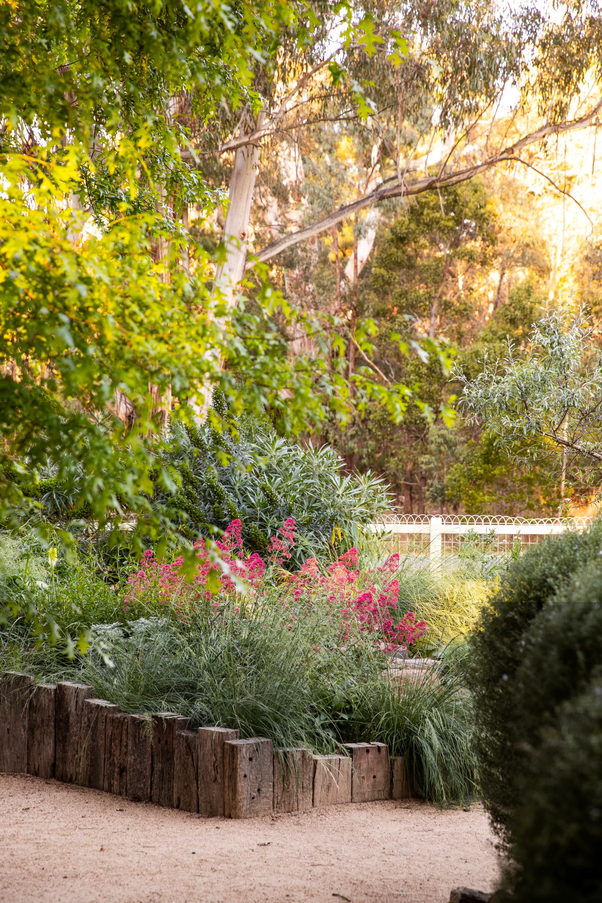 A garden bed with red valerian floweres.