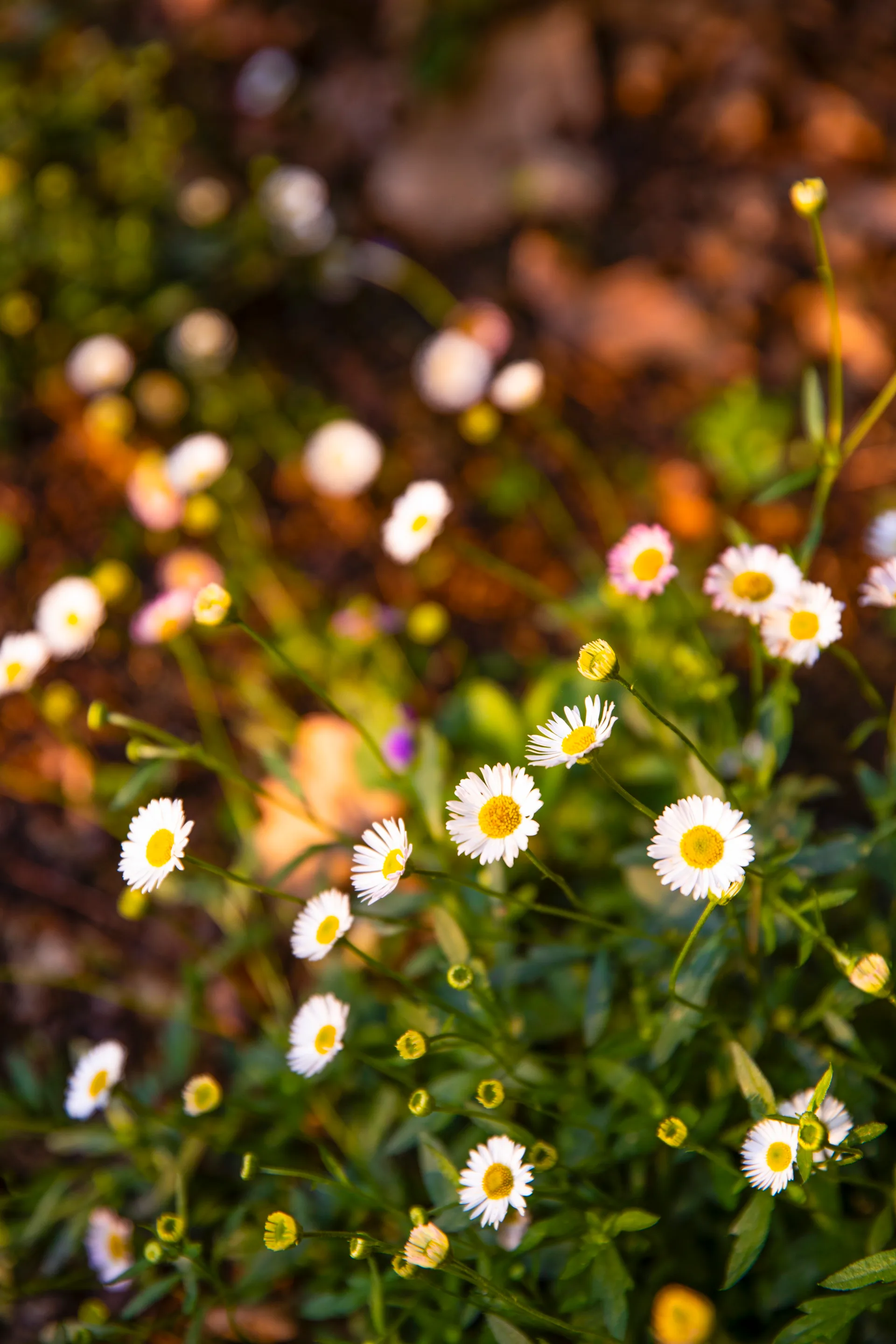 A gathering of white seaside daisies.