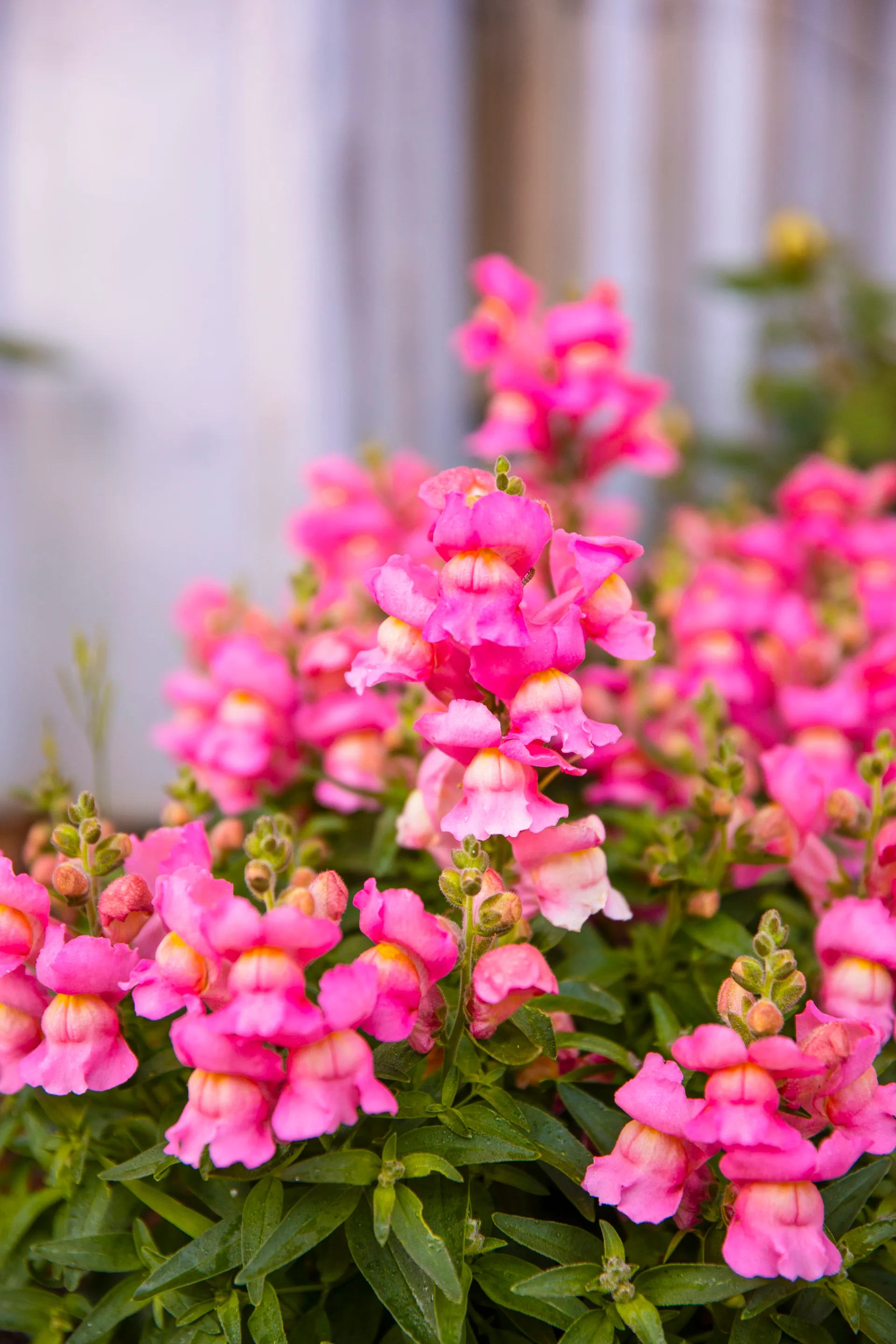A cluster of pink snapdragon flowers.