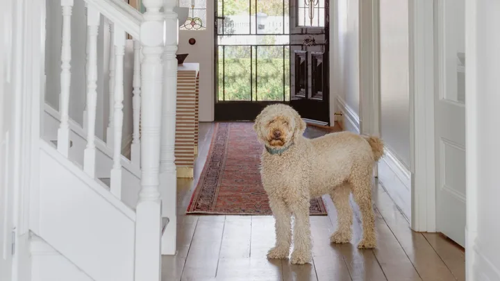 A heritage style hallway with fretwork and a fluffy dog standing by a staircase.